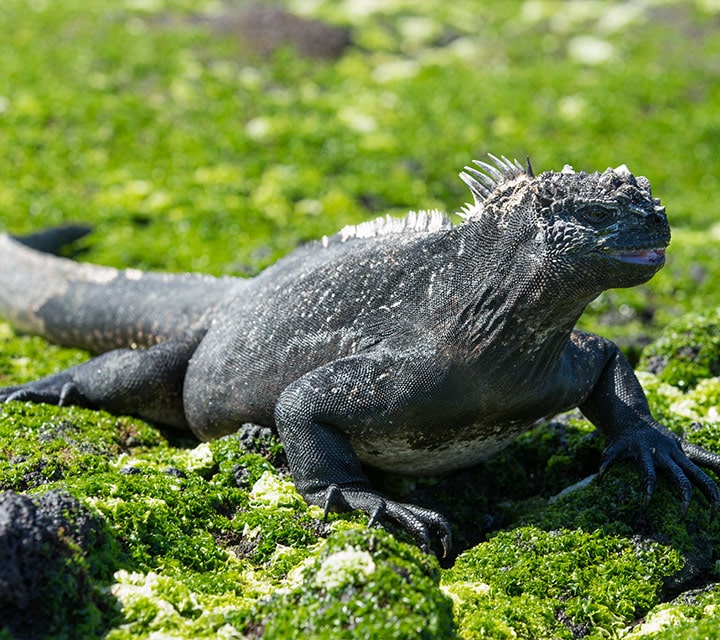 Galapagos Marine Iguana in El Niño Season