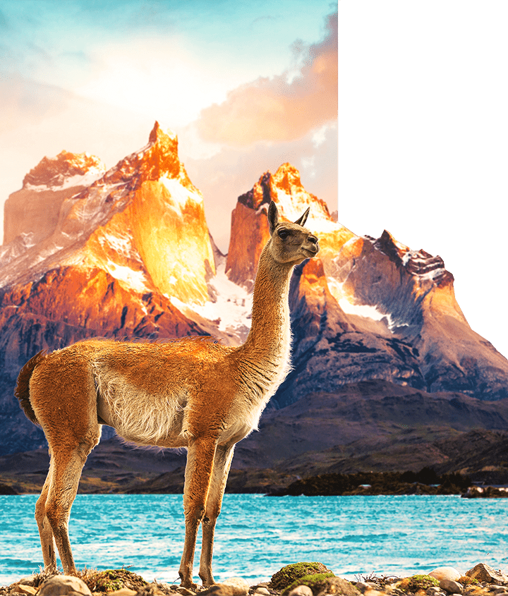 Guanaco Guanaco in Torres