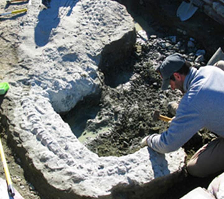 Paleontologists carefully digging around the Plesiosaur covered in plaster
