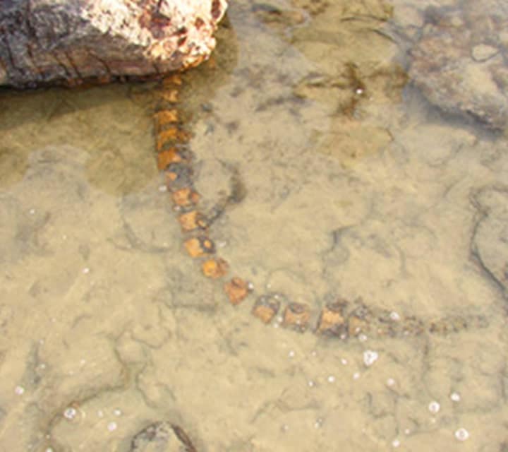 Tail of Plesiosaur submerged in Lake Argentino