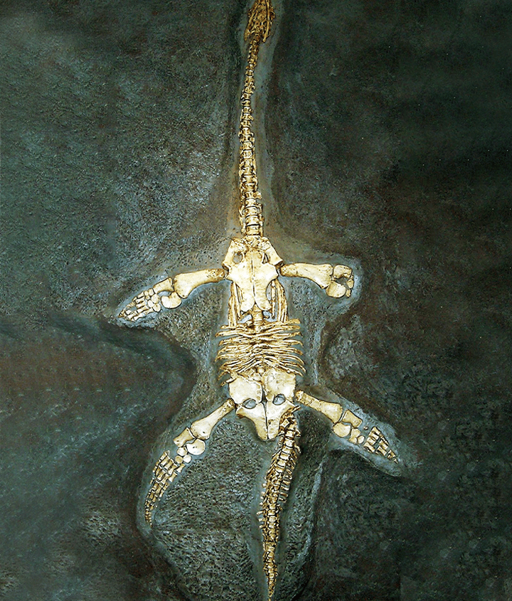 Plesiosaur fossil
