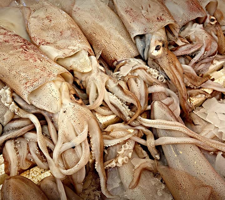 Mystery of thousands of squid dead in chile title=