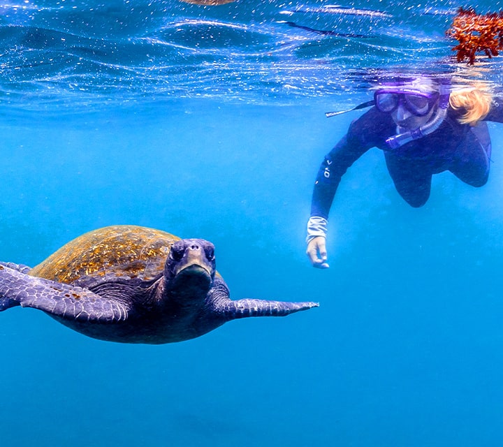 Snorkeler swimming alongside a Galapagos Green Sea Turtle