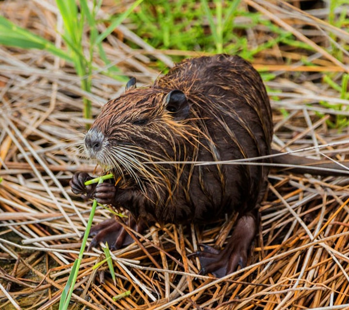 Cute beaver causing big damage in Patagonian forests