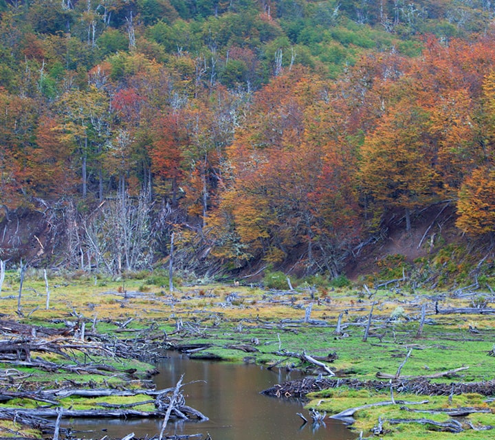 Beavers in Patagonia - The Unwelcome Guest