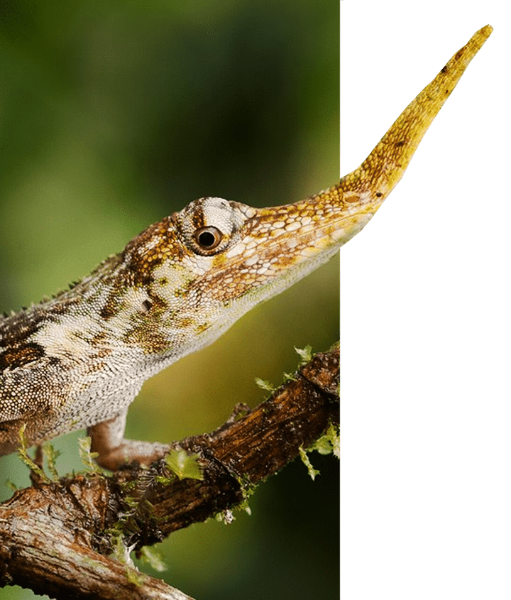 Ecuador's Pinocchio Anole Lizard