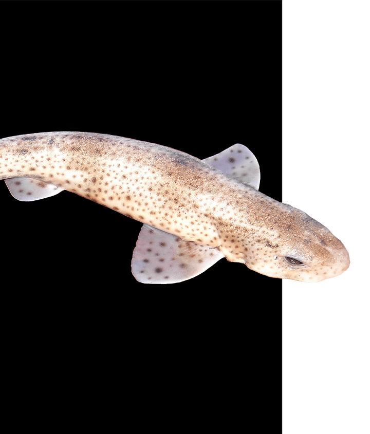 New Galapagos catshark discovered