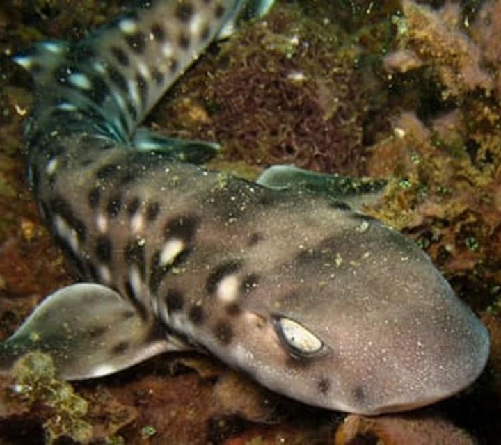 New Shark Species discovered in the Galapagos