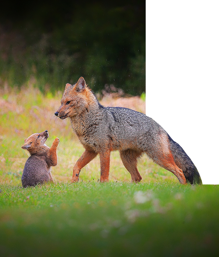 Patagonian fox and its pup in Patagonia