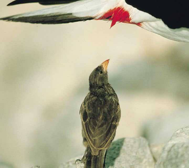 Vampire Finch drawing blood from a Galapagos Nazca Booby
