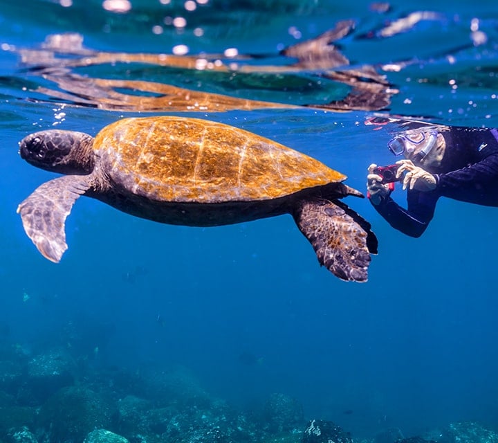 Snorkeling in Galapagos with Green Sea Turlte with clear underwater visibility at James Bay, Santiago Island