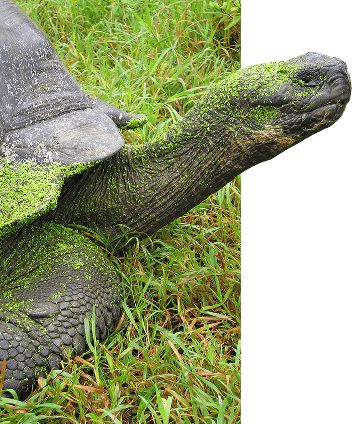 Galapagos giant tortoise covered in green grass