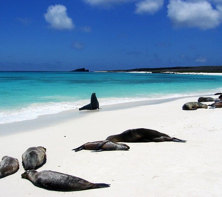 Sea Lions resting on the white sand beach of Espanola Island, Galapagos
