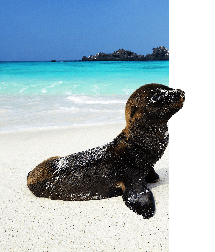 Galapagos Sea Lion coming out of the sea to a white sand beach in the Galapagos