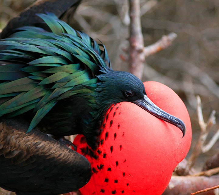 Magnificent Frigatebird with red pouch inflated in the Galapagos