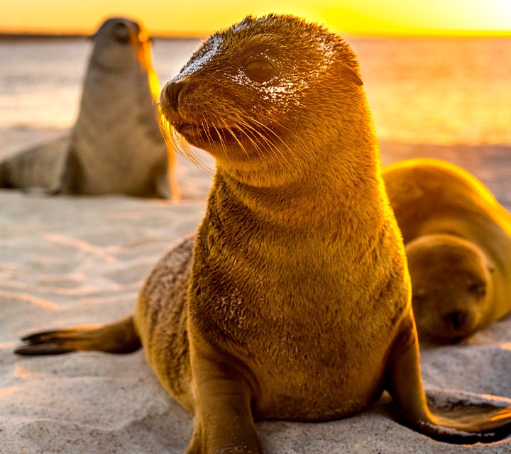 Sea Lion cub at sunset in the Galapagos Islands