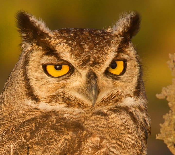 Close up of a Patagonia Great Horned Owl on a Photo Safari