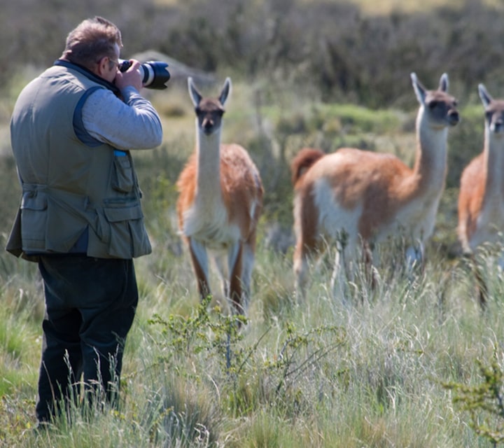 Photographer standing infront of a group of guanacos in Patagonia