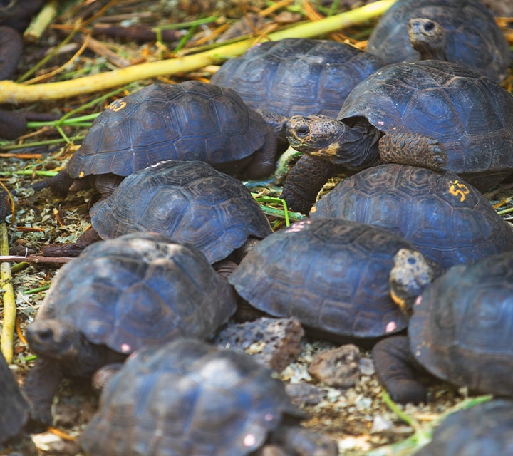 Baby Giant Tortoises, Charles Darwin Research Station