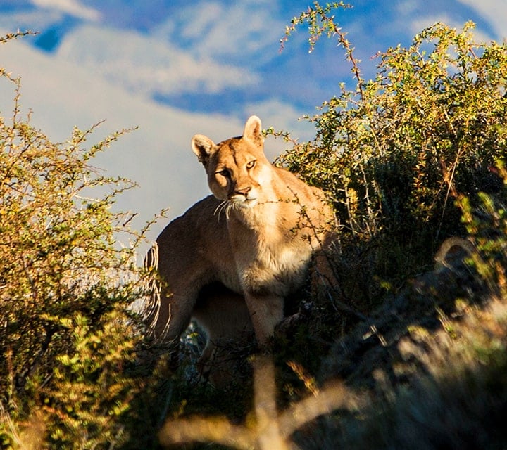 Puma encounter Encountering a Puma in Patagonia