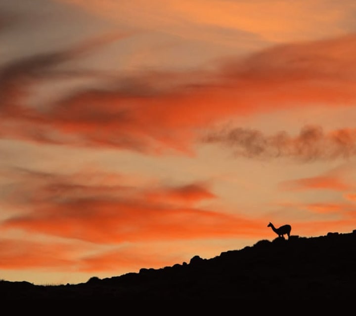Guanaco at sunset Guanaco silhouette at sunset in Patagonia