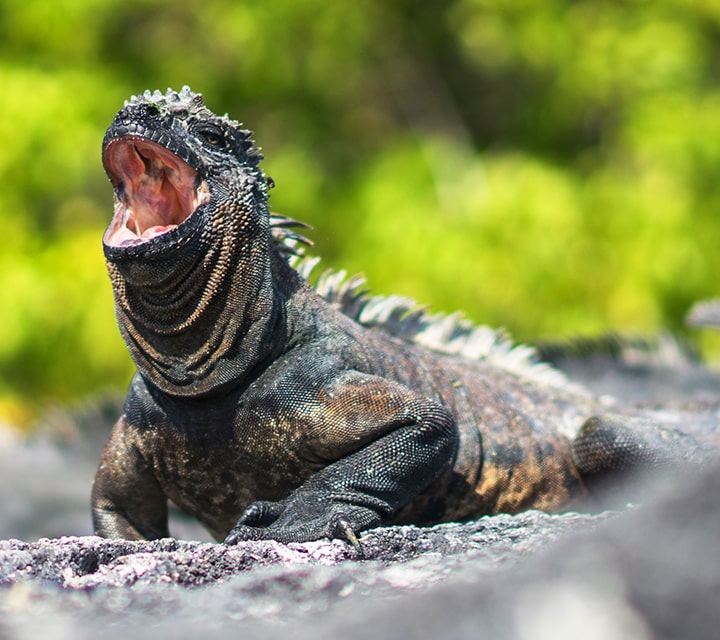Endangered marine iguana with mouth open while on land in the Galapagos Islands