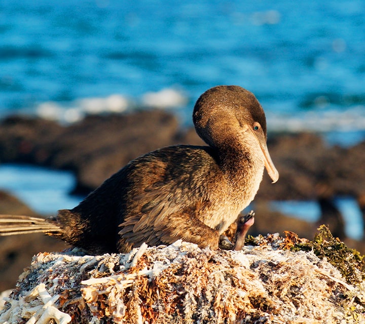Flightless Cormorant sitting on its nest in the Galapagos National Park