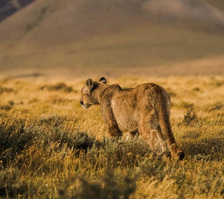 Puma Spotting in Patagonia: One Adventurer's Journal