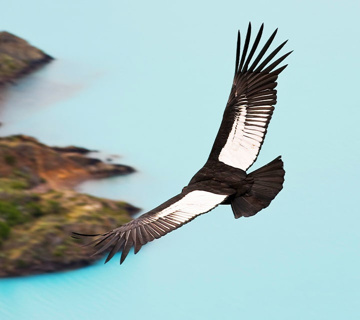 Powerful andean condor flying overhead in Patagonia