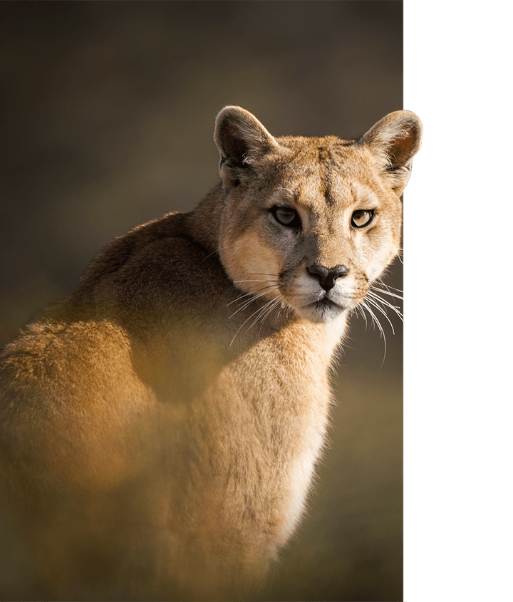 Puma hanging on a tree