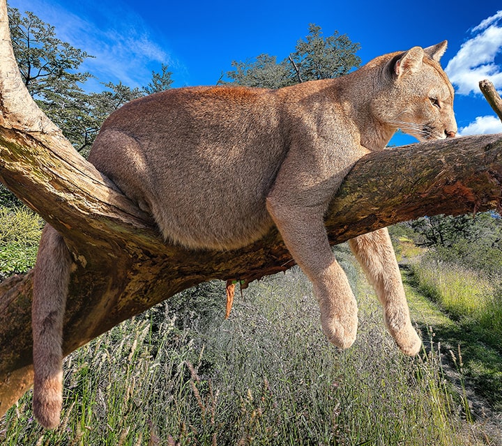 Puma hanging on a tree in Patagonia