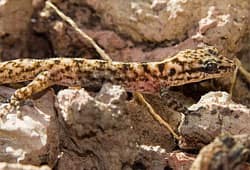Baur's Leaf-toed Gecko