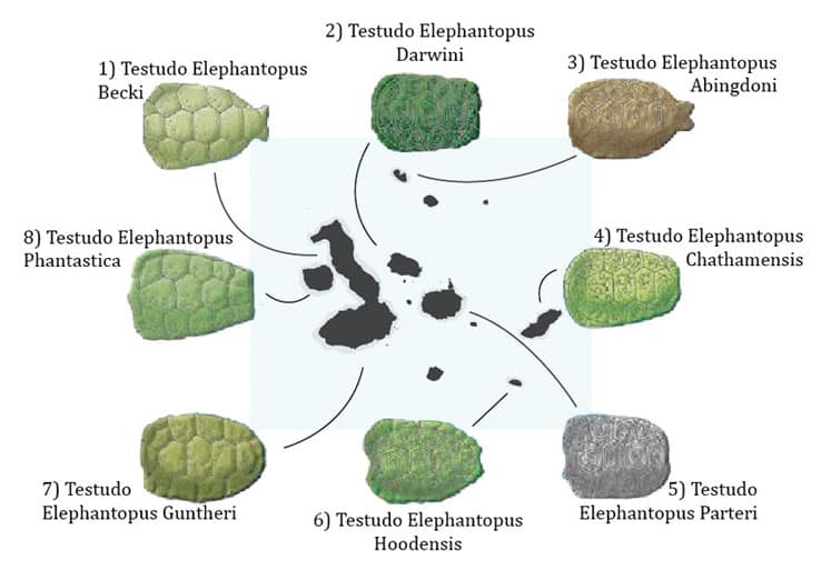 Galapagos Tortoise Shell Chart Galapagos Tortoise Shell Chart