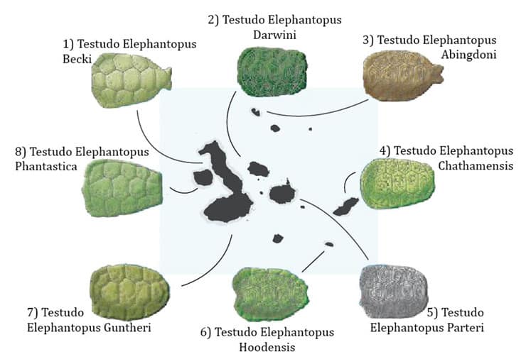 Galapagos Tortoise Shell Chart