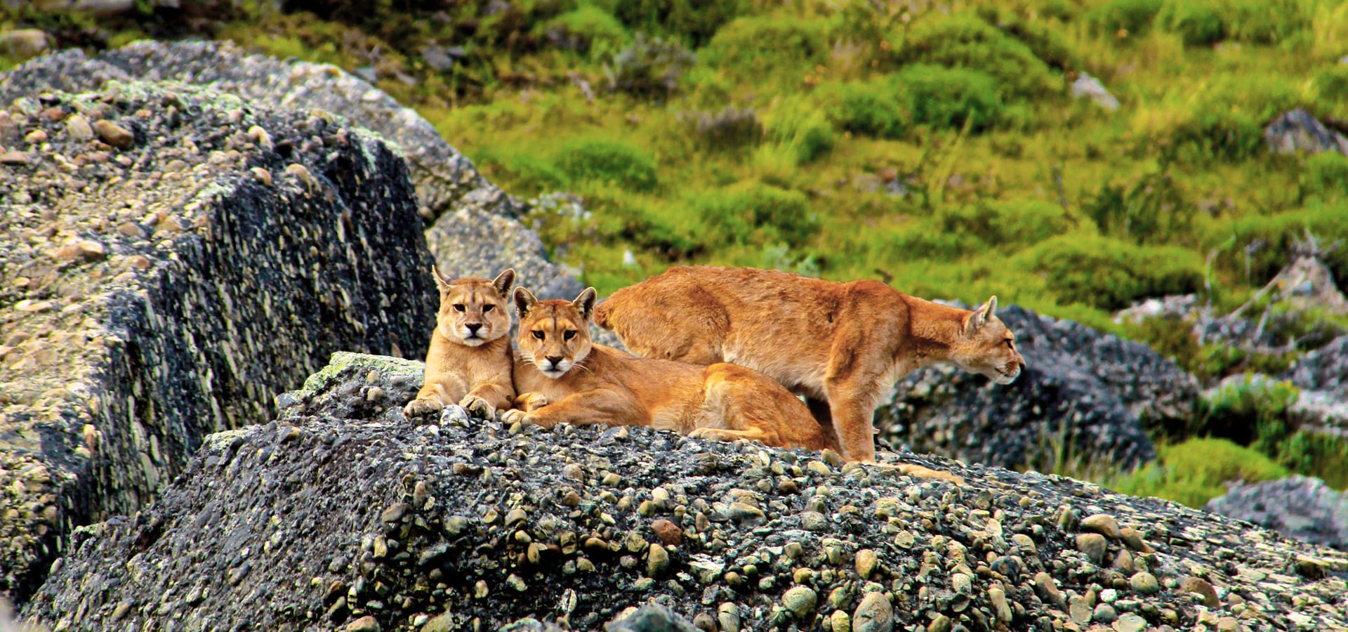 south american puma