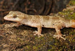 Rabida Leaf-toed Gecko