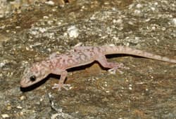 San Cristóbal Leaf-toed Gecko