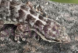 Wenman Leaf-toed Gecko