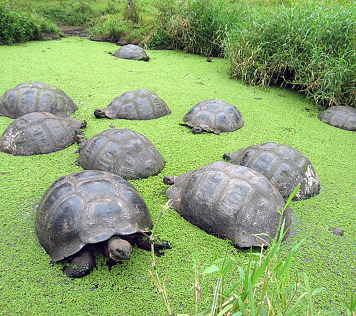 Galapagos, a Giant Tortoise sanctuary