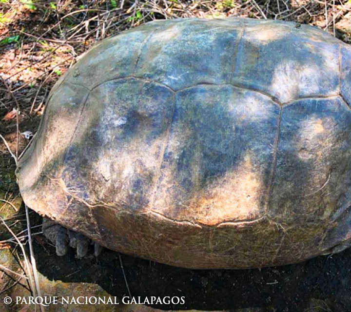 Giant Tortoise hard shell, photo by Parque Nacional Galapagos