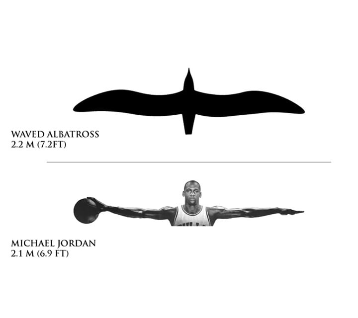 An illustration comparing the wingspan size of the Galapagos Waved Albatross vs Michael Jordan 