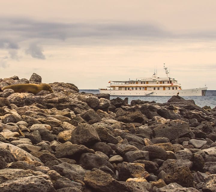 Rocky shore with sea lions and Grace Yacht in distance