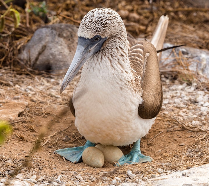 Blue-footed Booby sitting on her eggs in the month of October, Galapagos Islands