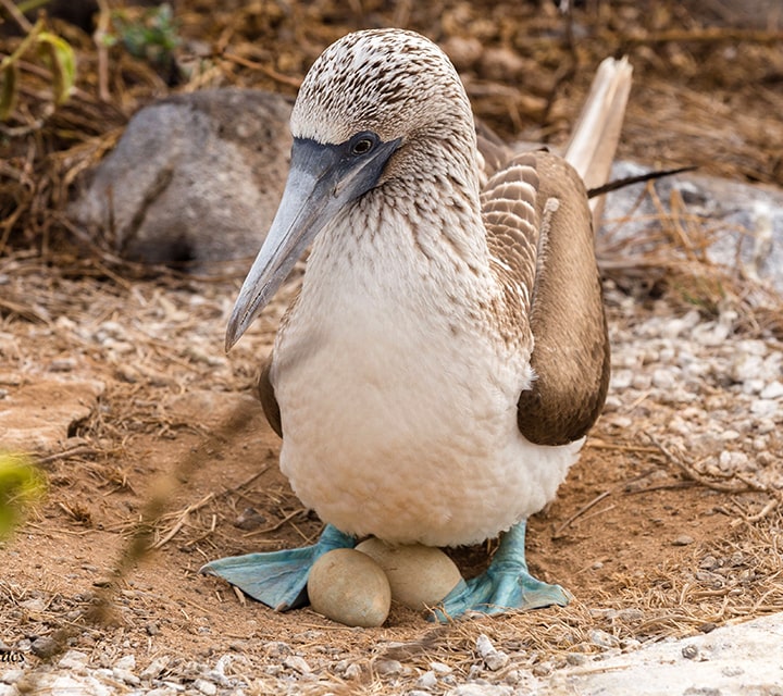 Blue-footed Booby nesting & breeding, October in Galapagos Blue-footed Booby sitting on her eggs in the month of October, Galapagos Islands