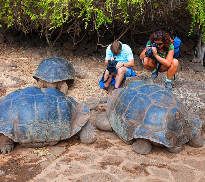 Travelers photograph Giant Tortoises residing at Charles Dawrwin Research Station