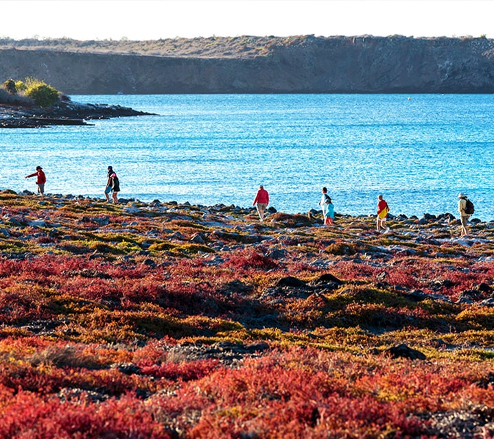 Hiking in October, Galapagos Islands Travelers hiking amongst carpetweed along the Galapagos coast