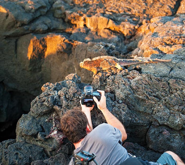A Galapagos Marine Iguana basking in the golden hour for photographer in the Galapagos Islands