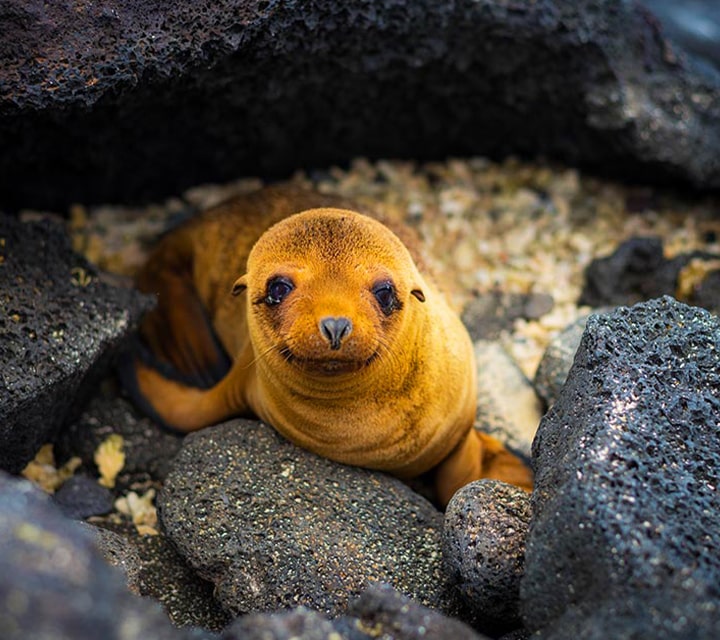 Adorable Galapagos Sea Lion pup relaxing inbetween the rocky shore beach of an island in the Galapagos