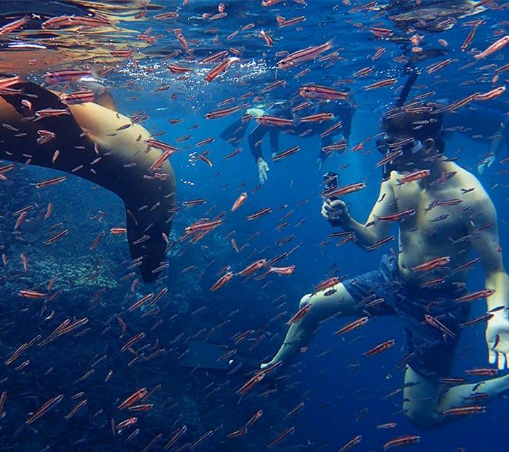 Galapagos Sea Lions playfully swim around a small group of snorkelers with GoPro cameras surrounded by school of fish