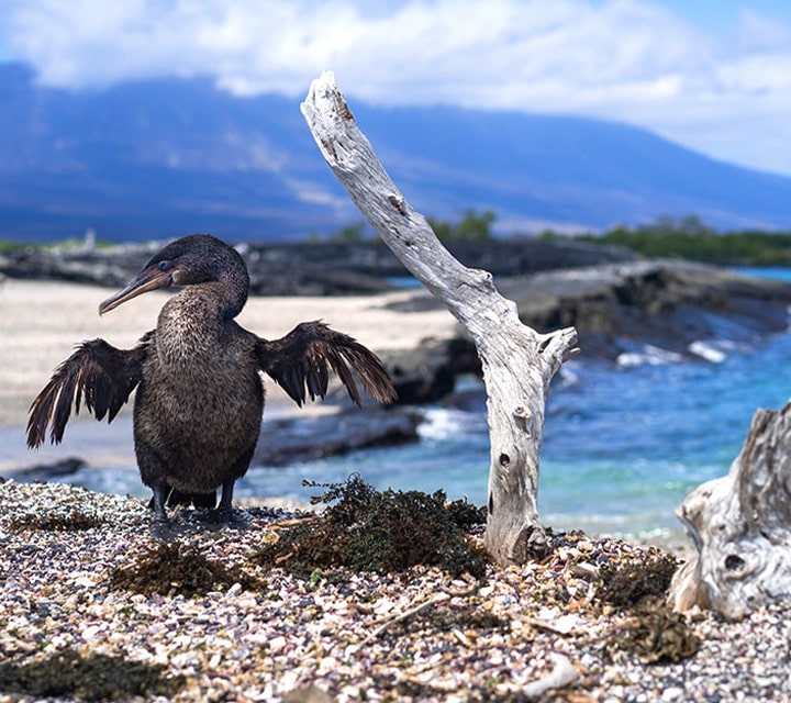 Beautiful beach background with a Flightless Cormorant in the forefront standing next to a dead tree trunk in the Galapagos Islands